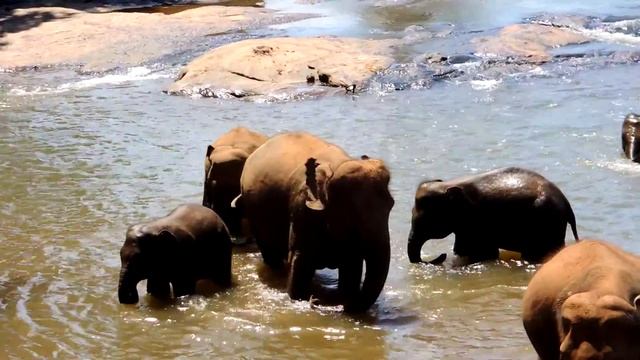 Слоны в заповеднике. Шри-Ланка / Elephants in the nature reserve. Sri Lanka смотреть онлайн