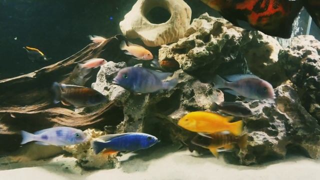 Astronotus Oscar. Мои цихлиды. смотреть онлайн