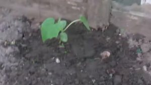 Гибридные огурцы КИБРИЯ F-1 из своих семян.Будет ли урожай? Проверим.