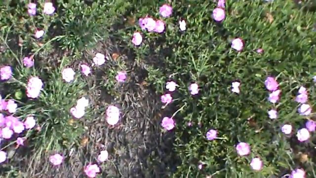 6/24/2014 dianthis смотреть онлайн