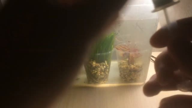 Борьба с чёрной бородой с помощью перекеси водорода смотреть онлайн