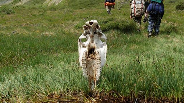 Горный Алтай. Классика. Долина реки Аккол