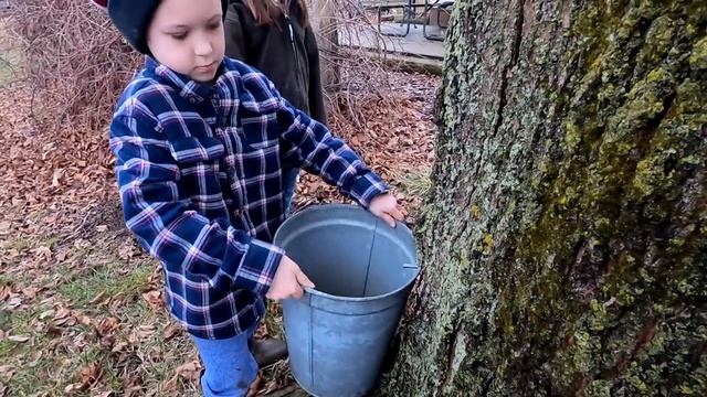 It's Maple Syrup Time - Tapping Trees and Boiling Sap смотреть онлайн