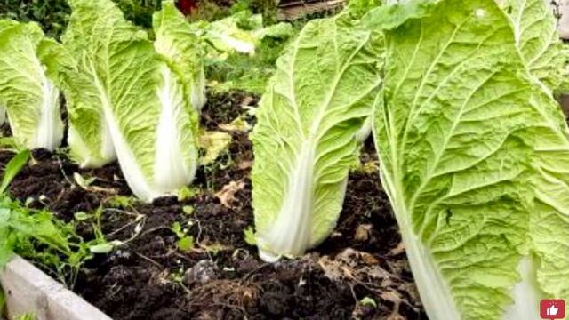 Что можно ПОСАДИТЬ на грядке ПОСЛЕ уборки ОЗИМОГО ЧЕСНОКА в июле? ДВА УРОЖАЯ за сезон- это реально! смотреть онлайн