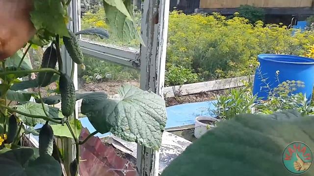 Огуречные хитрости. Большой урожай огурцов. Супер способ. Как растить огурцы. Огурцы на огороде. смотреть онлайн