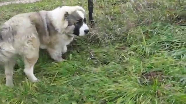 Персик на даче смотреть онлайн