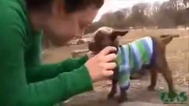 Жил был у бабушки серенький козлик....)) смотреть онлайн