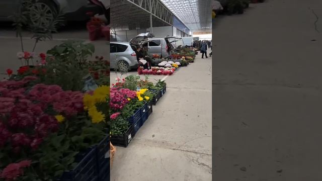 #краснодар #ярмарка #рынок #сельскоехозяйство 12.11.23г смотреть онлайн