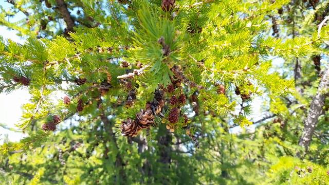 о. Ольхон. Мыс Хобой (16.06.2023)(4) смотреть онлайн