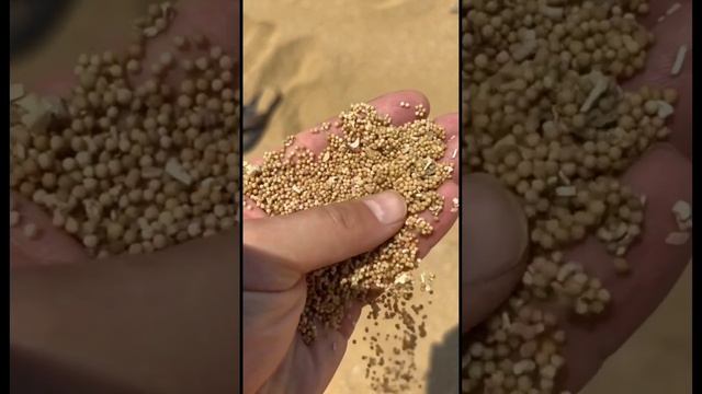 Странный песок в Индонезии: полное ощущение, что это пшено смотреть онлайн