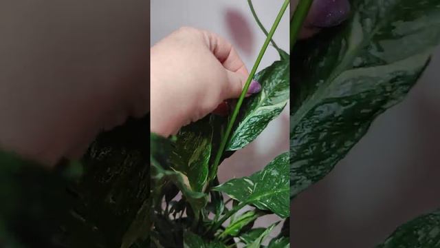 Цветы- любовь моя! Спатифиллумы смотреть онлайн