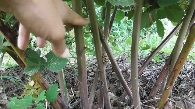 Летняя обрезка ежевики - показываю на конкретном примере. Как это делаю я смотреть онлайн