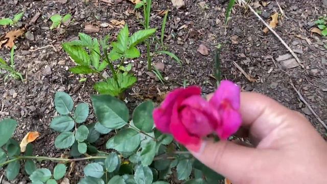 Rose Garden Tour 💐💐💐