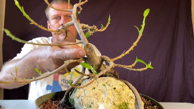 Root over rock ficus microcarpa from a cutting. смотреть онлайн