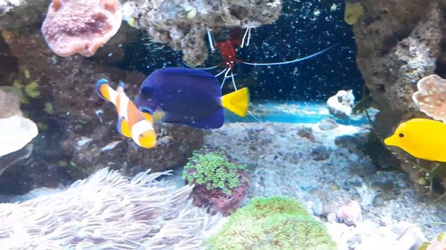What a 2 year old reef tank looks like. The past due update on the Ultimate 75 gallon reef tank. смотреть онлайн
