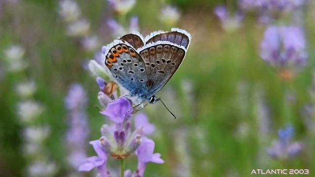 Крымская лаванда - синие мечты... смотреть онлайн