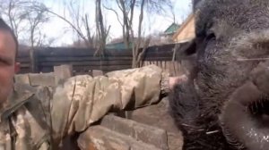Огромный кабан секач убийца