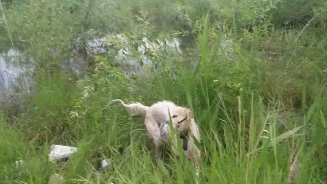 Ужасная прогулка с русскими борзыми. Как выглядят будни собачника: треш, комары и постапокалипсис