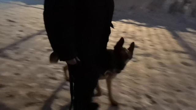 Дрессировка собак. Занятие по ОКД. смотреть онлайн