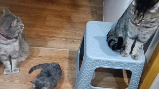 Учу котëнка Остина выдержке перед едой ???? смотреть онлайн