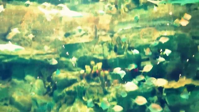 Ocean Plaza. Киев. Открытие. Аквариум смотреть онлайн