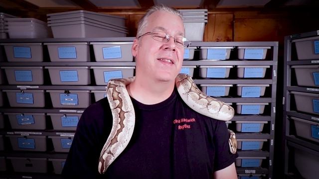10 Reasons Why Your Ball Python Wants to Escape Its Enclosure! смотреть онлайн