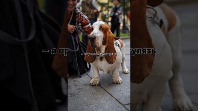 Очень низкий охотник! Фотосессия для Бассет-хаунда смотреть онлайн