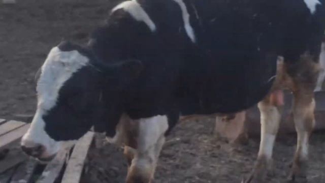 Купил новых животных смотреть онлайн