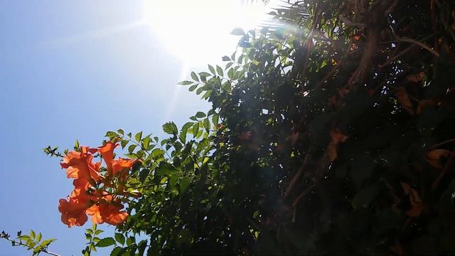 Оранжевый Цветок Пандорея? Кампсис? Лиана? смотреть онлайн