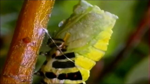 Как гусеница превращается в бабочку за 15 секунд смотреть онлайн