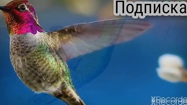 [ОЧЕНЬ Интересные ФАКТЫ] о КОЛИБРИ!=) смотреть онлайн