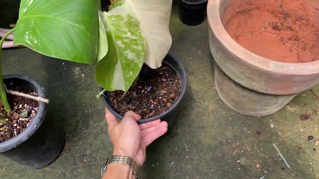 Bao lâu có chậu đẹp từ khi ươm Monstera Albo. Monstera An Giang. Vũ 0939300508 смотреть онлайн