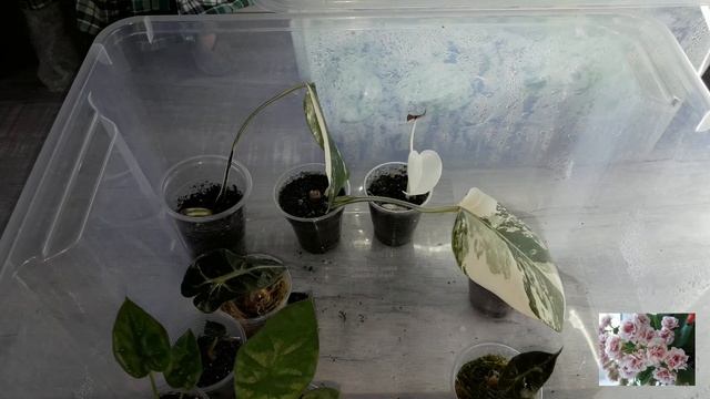 КОМНАТНЫЕ РАСТЕНИЯ.ОБЗОР ДВУХ ТЕПЛИЧЕК.