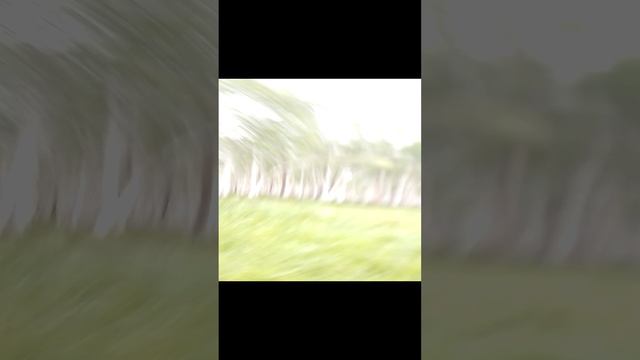 Буржуй любит всё рвать. смотреть онлайн