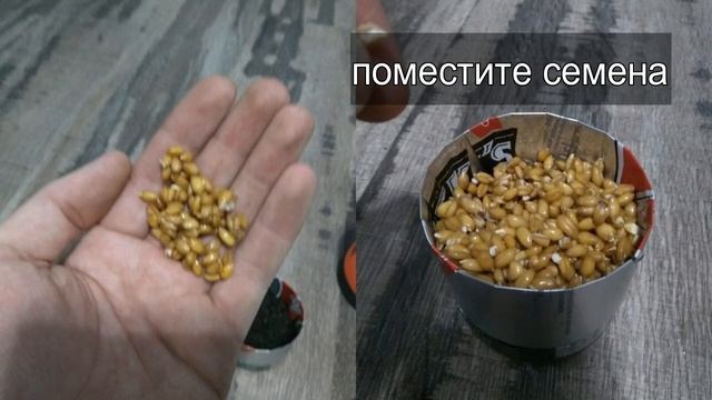 Ростки пшеницы, отличное украшение для дома и офиса смотреть онлайн