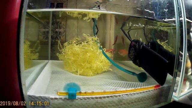 нерест тернеций глофиш смотреть онлайн