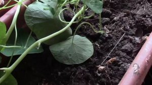 ПОСАДКА СЕМЯН НАСТУРЦИИ В БАЛКОННОЕ КАШПО.