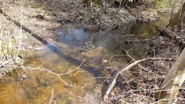 Весенние зарисовки с имения, прогулка к ручью. смотреть онлайн