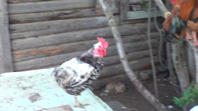 Мясные петушки в место бройлеров -Лпх Дом Велеса смотреть онлайн