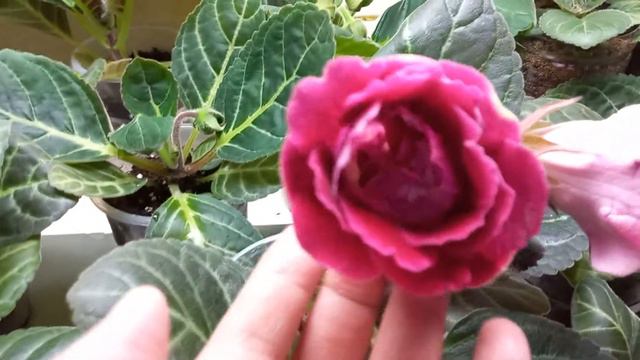 очень красивая глоксиния и опять в красных тонах 😊😊😊❤❤❤ смотреть онлайн