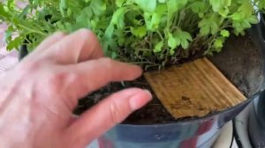 Как ловлю дождевых червей в цветочных горшках