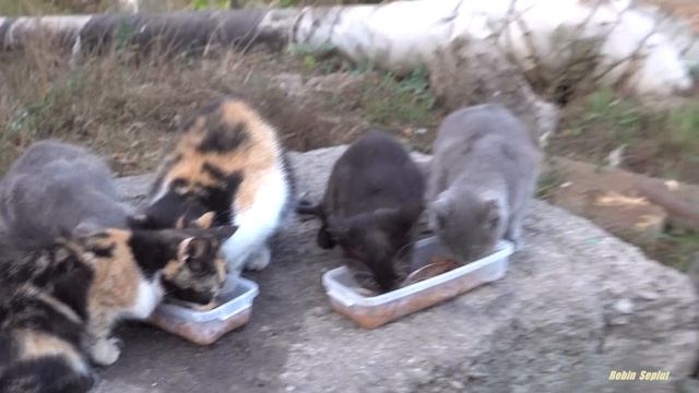The cat asks for food for his kittens смотреть онлайн