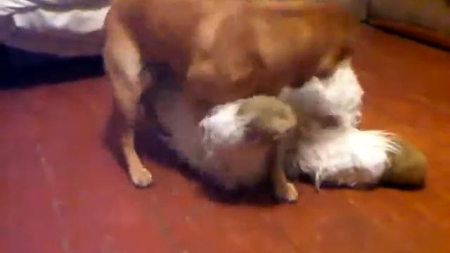 хаха )собака полюбила игрушку смотреть онлайн