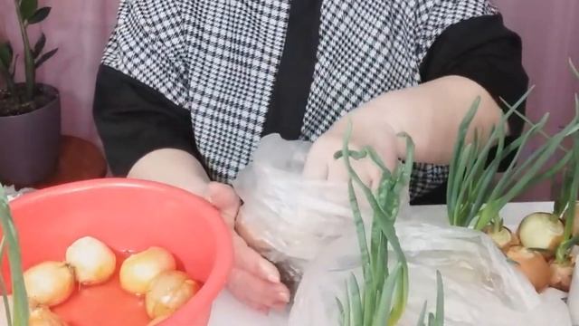 Как посадить лук на зелень дома. 3 простых способа посадки лука без земли смотреть онлайн