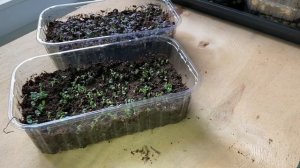 Как вырастить базилик зимой. Микрозелень базилика. Огород на окне.