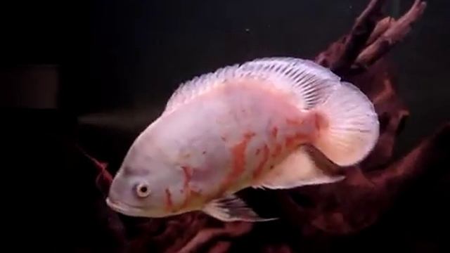 Астронотус (Астронотус-оскар) / Astronotus Ocellatus смотреть онлайн