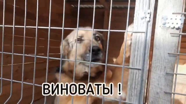 SOS! Заказ корма на 123987, собрано всего 53000