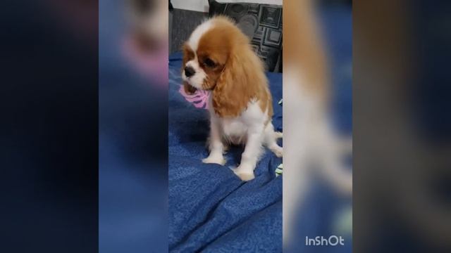 Кавалер кинг чарльз спаниель(девочка) смотреть онлайн