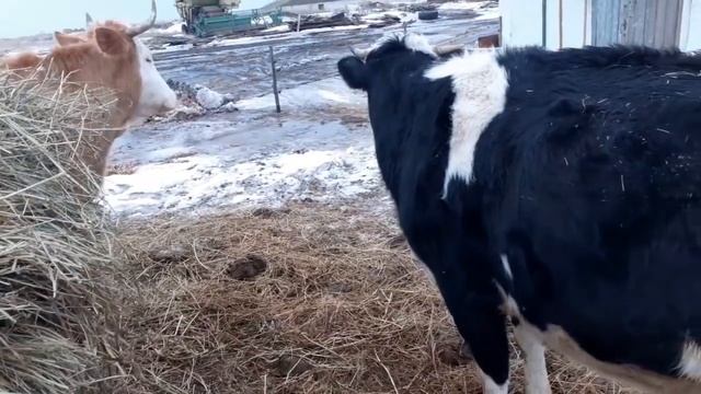 Хитрая Малышка. смотреть онлайн