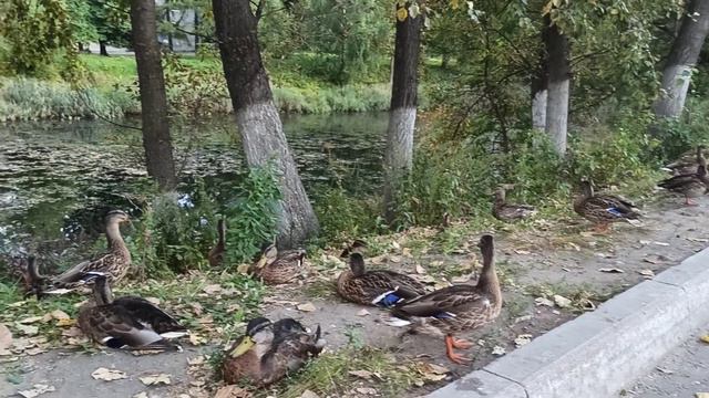 #УТКИ#ПЕРНАТЫЕ в городе)) смотреть онлайн